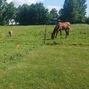 Got a new horse! DO NOT BUY THIS POST